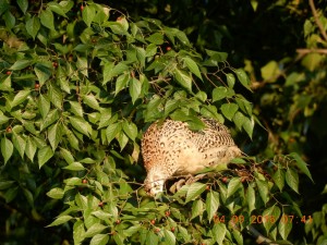 DSCN4161 (1)