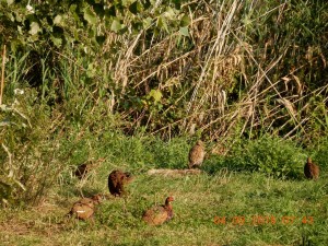 DSCN4166 (1)