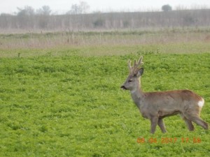 DSCN5448